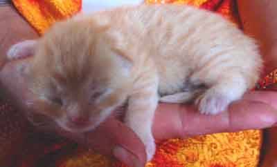 Chaton roux -