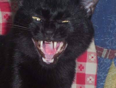 salem -