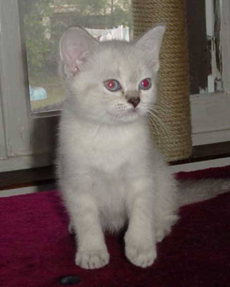 Mes bébés British Shorthair -