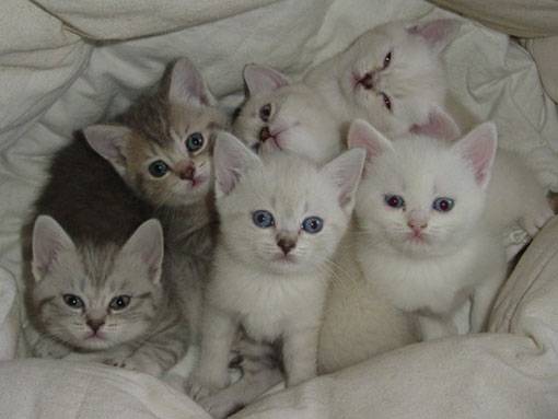 Mes bébés British Shorthair -
