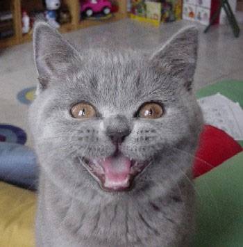 Mes bébés British Shorthair -