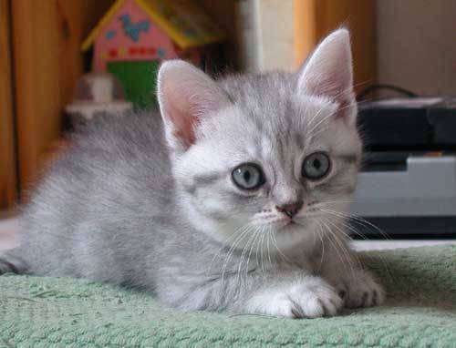 Mes bébés British Shorthair -