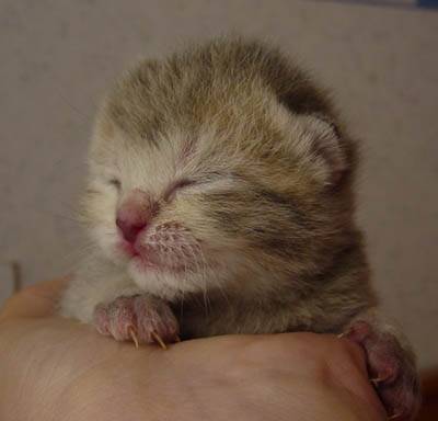 Mes bébés British Shorthair -