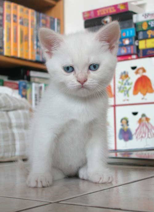 Mes bébés British Shorthair -
