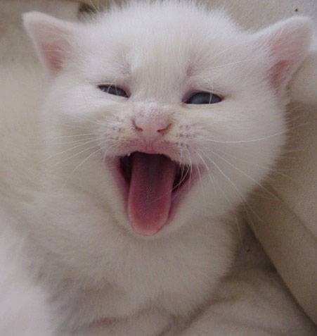Mes bébés British Shorthair -