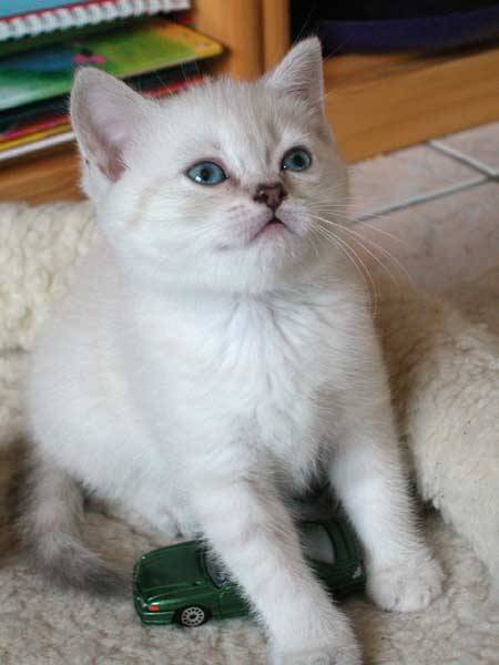 Mes bébés British Shorthair -