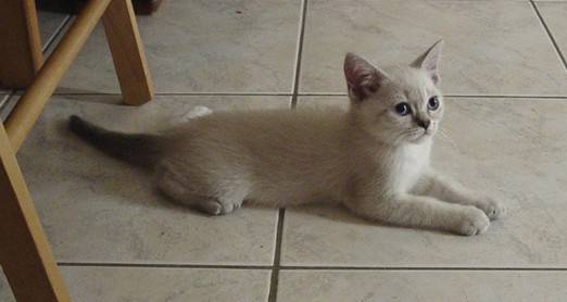 Mes bébés British Shorthair -