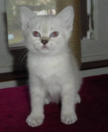 Mes bébés British Shorthair -