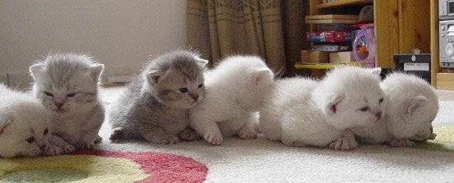 Mes bébés British Shorthair -