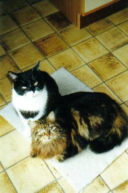 Gros Didi et noisette -