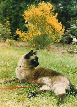 Morgane -