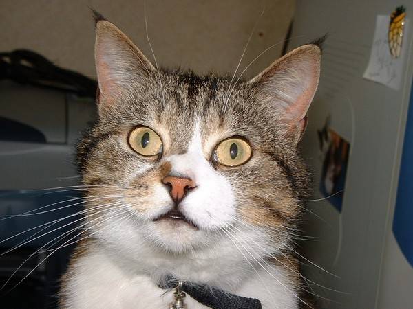 Samu, adulte ! -