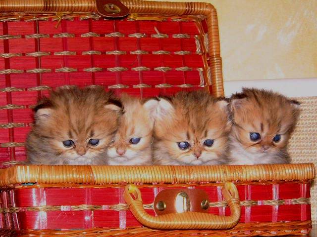 bébés golden -