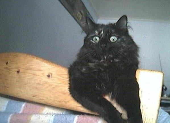 Paloma -