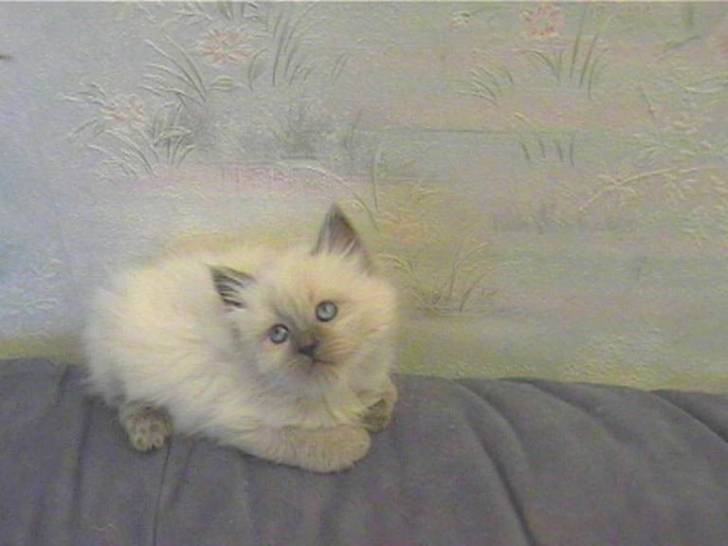 LUNA BB -