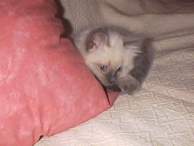 ma belle LUNA -