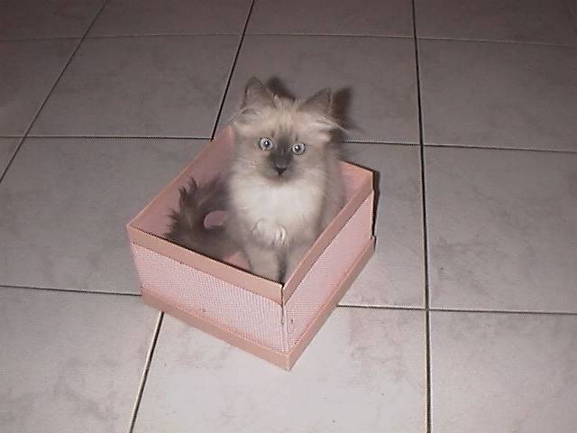 LUNA joue -