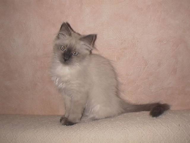 LUNA POSE -