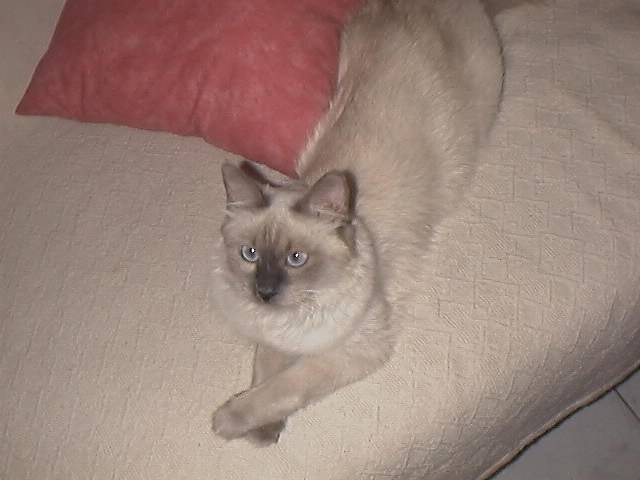 luna -