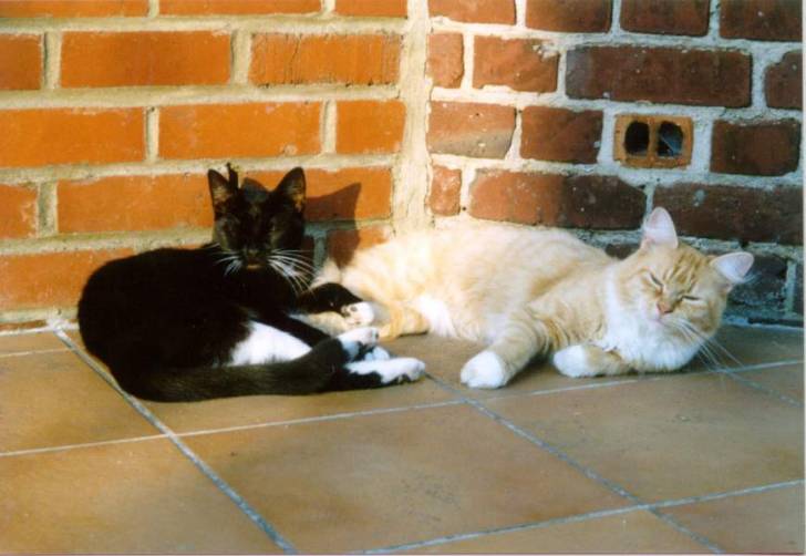 Chloé et Roukie -