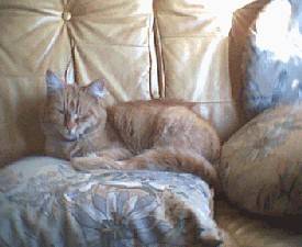 Roukie -