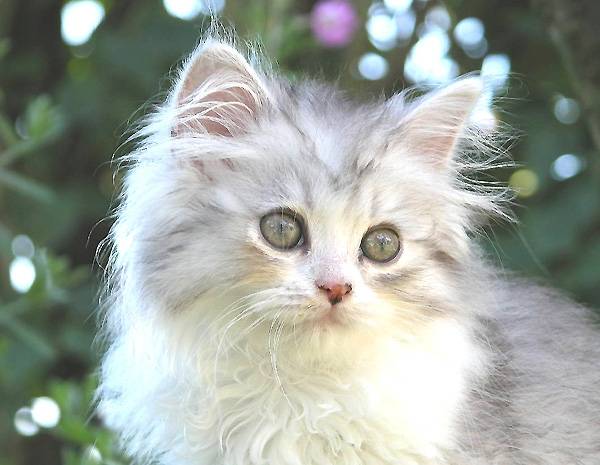 Chopin -