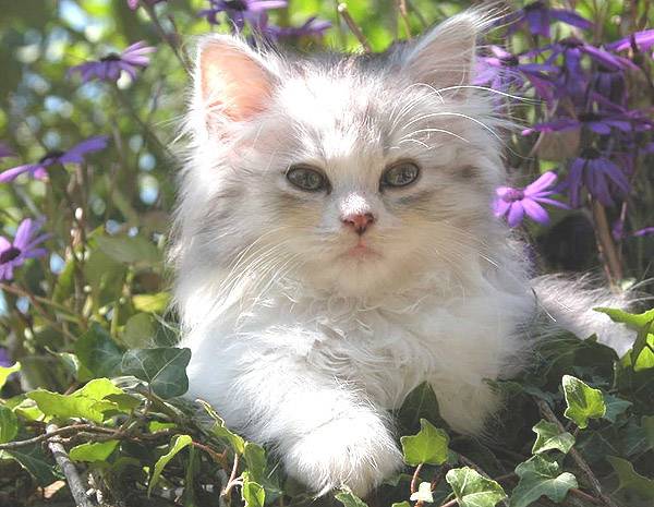 Chopin -