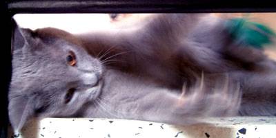Toupy en pleine partie de chasse à la souris -