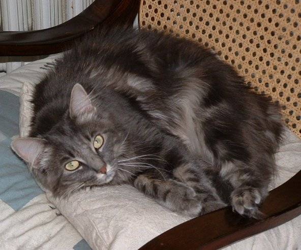 Chatoune !! -