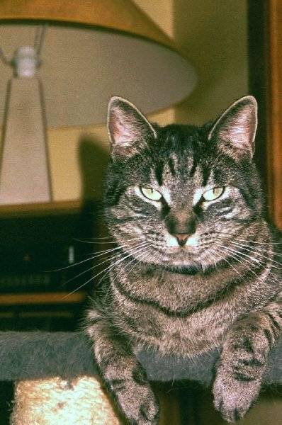 PitiChat -