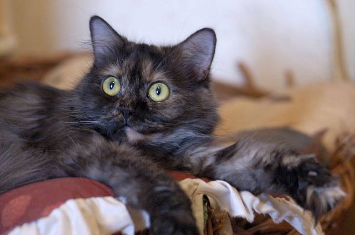 sweety -