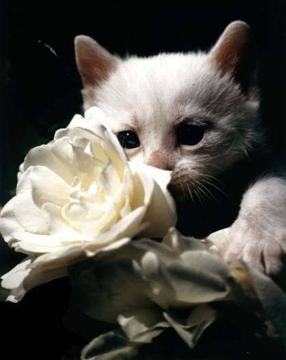 chaton -