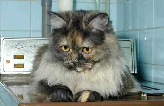 sweety -