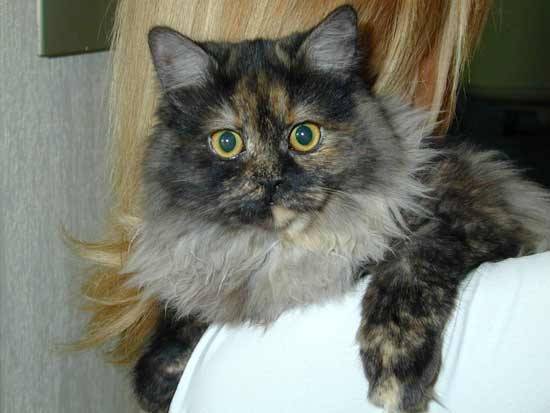 sweety -