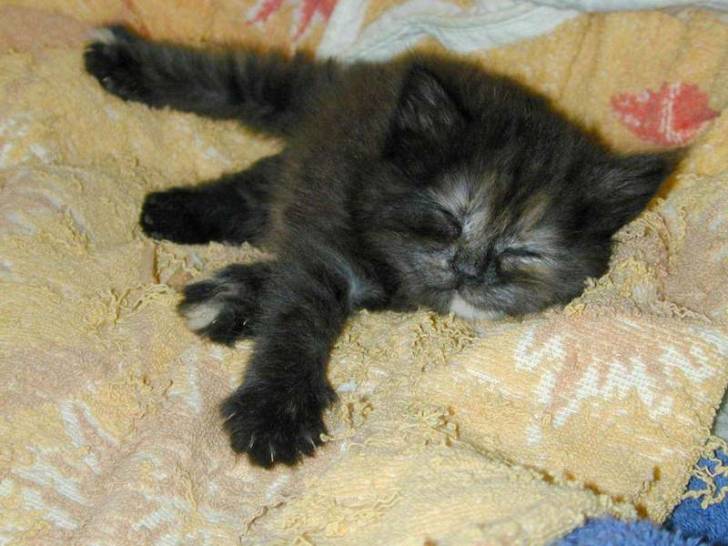 sweety -