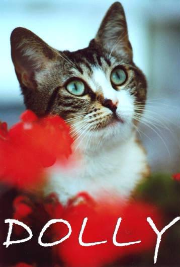 dolly -