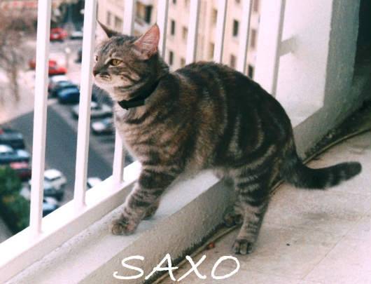 saxo je t'm toujours -