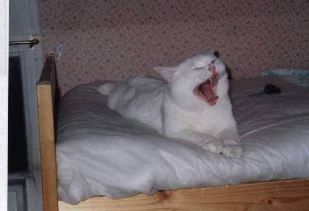 Quelle vie de chat ! -