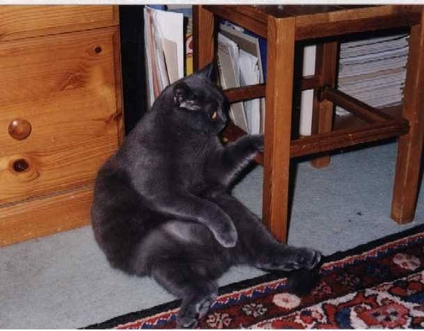 Balthazar fait sa toilette -