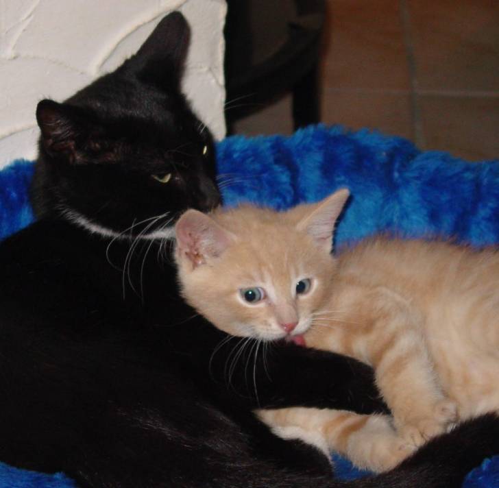 jerry et tigrou -
