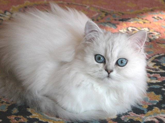 Princesse Lùna -