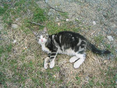 Toutou Linx -