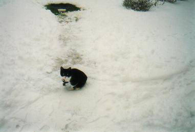 GROS DIDI le chat des neiges -