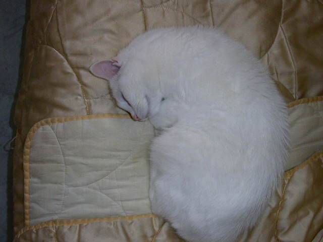 mon p'tit junior dort -