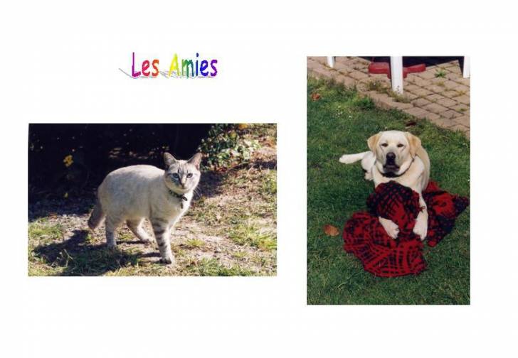 Zoé, mon premier amour de ptit chat -