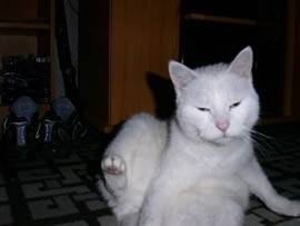j'suis bien la (non) -