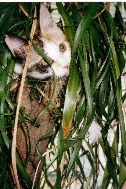 lola en vadrouille -
