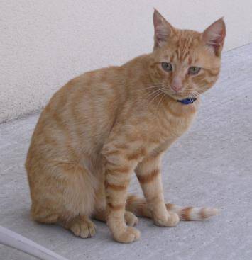 Tigrou -