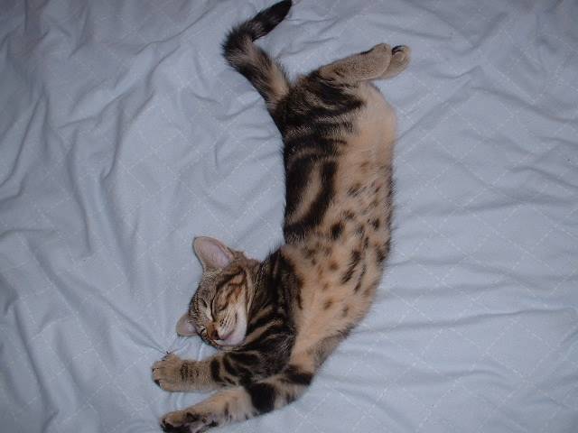 Mon chaton que j'adore -
