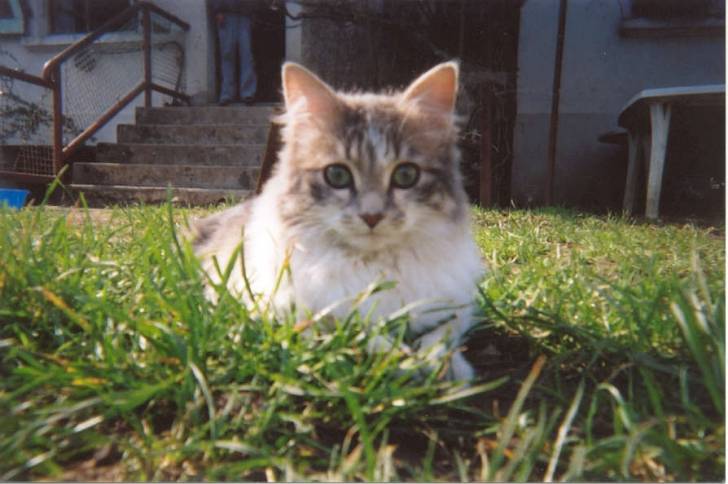 cendre -